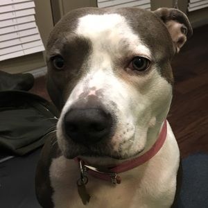 Meet your Posher, Ray